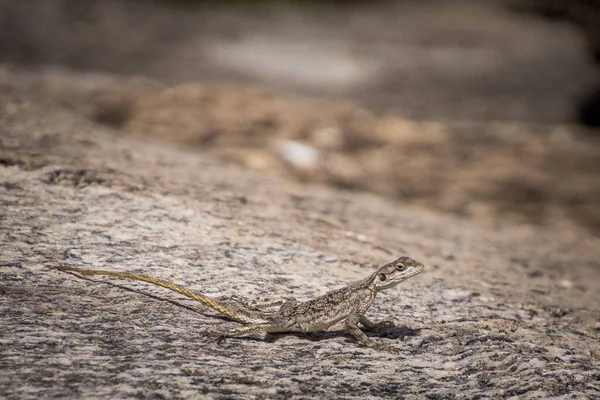 Eine Nahaufnahme Einer Eidechse Die Das Gebiet Auf Safari Tansania — Stockfoto