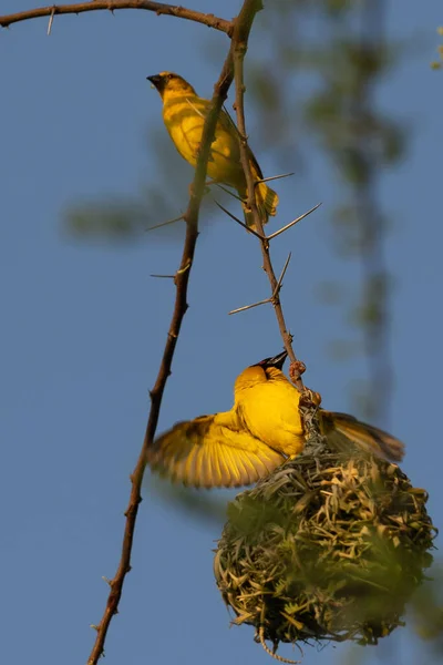 Ένα Κάθετο Πλάνο Ενός Κίτρινου Πουλιού Στο Σερενγκέτι Της Τανζανίας — Φωτογραφία Αρχείου