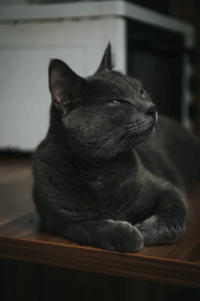 Tahta Bir Yüzeyde Yatan Sevimli Siyah Bir Kedinin Dikey Görüntüsü — Stok fotoğraf