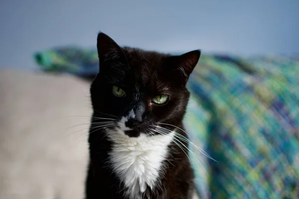 Closeup Shot Black Cat Indoors Blurred Background — Stock Photo, Image