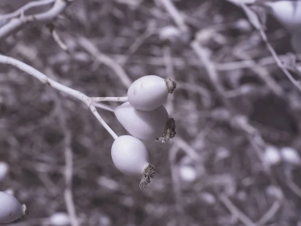 Eine Makroaufnahme Von Symphoricarpos Albus Pflanzen Gegen Den Verschwommenen Blick — Stockfoto