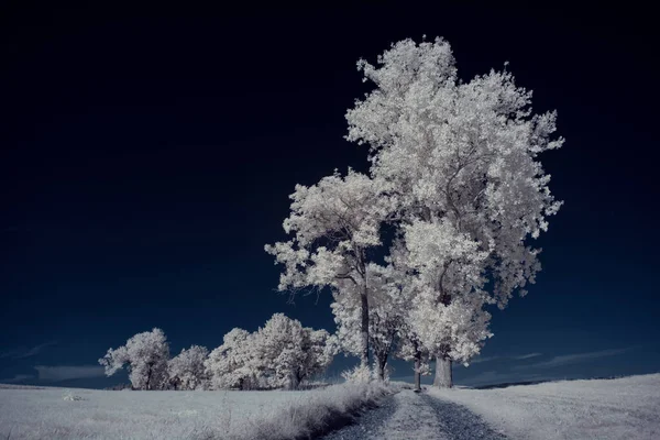 Ένα Τοπίο Χιονισμένα Δέντρα Κάτω Από Τον Ουρανό Σύννεφα — Φωτογραφία Αρχείου