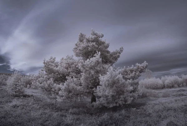 Άποψη Των Χιονισμένων Δέντρων Στο Χωράφι Κάτω Από Τον Συννεφιασμένο — Φωτογραφία Αρχείου