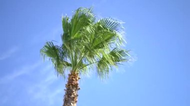 Parlak gökyüzünde sallanan bir palmiye ağacı