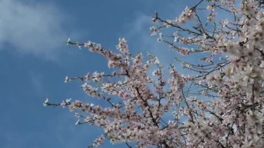 Çiçekli bir kiraz ağacı gökyüzüne karşı