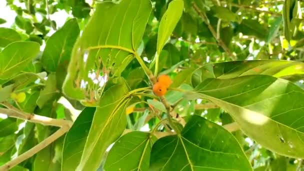 Güneşli Bir Havada Yeşil Yapraklı Meyveli Bir Banyan Ağacının Görüntüsü — Stok video