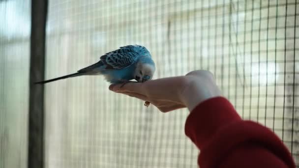 Metraje Dos Periquitos Comunes Budgerigar Melopsittacus Undulatus Comiendo Una Mano — Vídeos de Stock