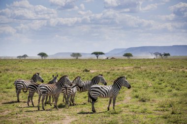 Tanzanya, Afrika 'daki bir tarlada bir grup zebra.