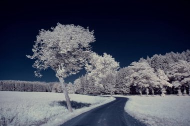 Gökyüzünün altındaki karlı ağaçlarla dolu bir manzara.
