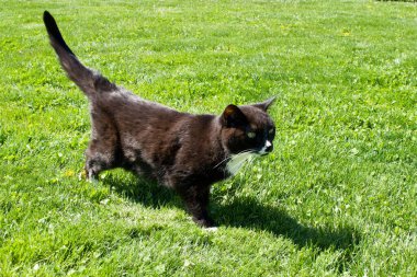 Çimlerin üzerinde siyah bir kedinin yakın plan çekimi.