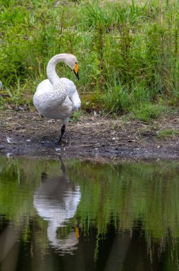 Göl kıyısına tünemiş beyaz bir kuğunun dikey görüntüsü.