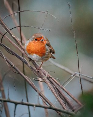 Çıplak ağaç dallarına tüneyen sevimli Robin 'in yakın çekim görüntüsü