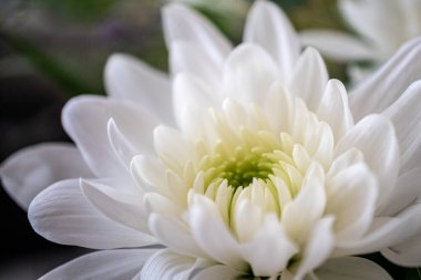 Close up white flower petals blooming