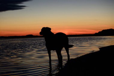 Gün batımında kıyıda duran bir köpeğin silueti..