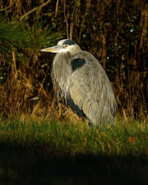 Büyük balıkçıl otların üzerinde.