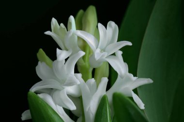 Beyaz Üzüm Hyacinth Çiçekleri