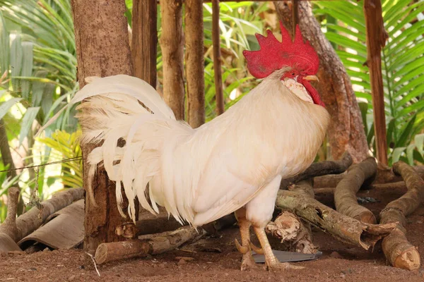 農場の白い赤い鶏のクローズアップショット — ストック写真