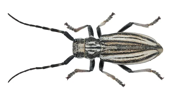 คอลเลกช นแมลงของต วอย างแมลงป กแข งยาวแยกจากพ นหล ขาวท ายโดยเลนส แมกโคร — ภาพถ่ายสต็อก