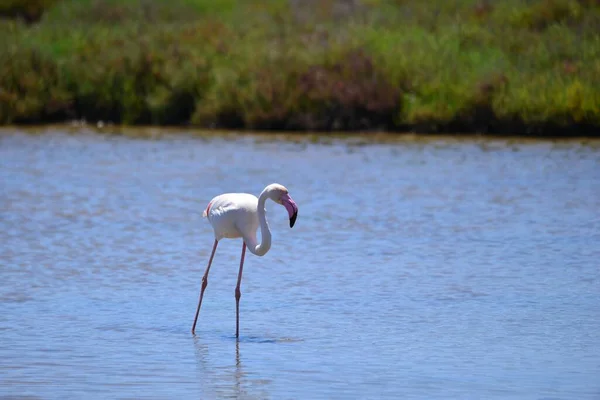 Güneşli Bir Günde Sığ Sularda Yalnız Bir Flamingo — Stok fotoğraf