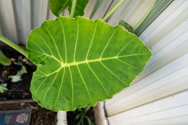 Eine Draufsicht Auf Ein Alocasia Odora Pflanzenblatt Das Einem Garten — Stockfoto