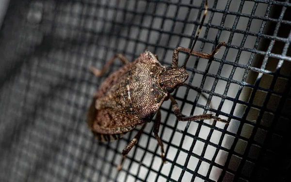 Selective Focus Shot Brown Marmorated Stink Bug Halyomorpha Halys Wire — Stock Photo, Image