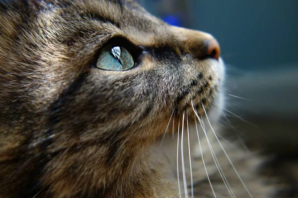 Tiro Close Gato Marrom Adorável Com Olhos Azuis Brilhantes — Fotografia de Stock