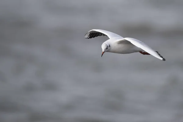Pássaros Voando Sobre Mar — Fotografia de Stock