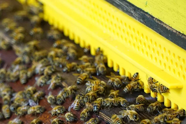 Close Shot Many Bees Hive Box — Stock Photo, Image