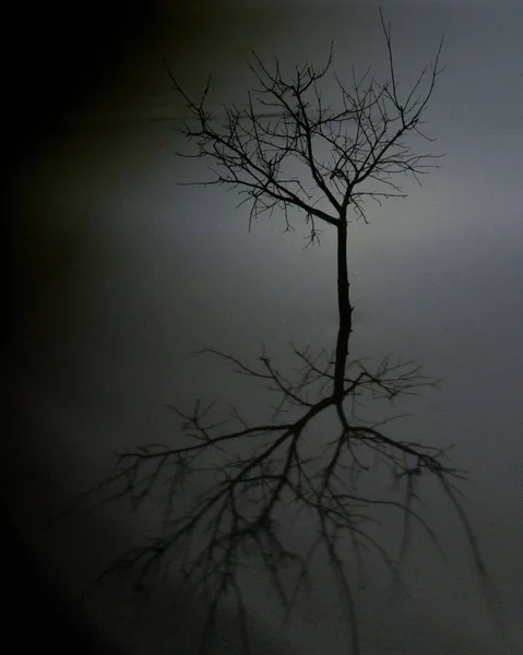 Arbre Sec Solitaire Reflété Dans Eau — Photo