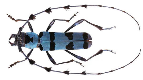 คอลเลกช นแมลงของต วอย างแมลงป กแข งยาวแยกจากพ นหล ขาวท ายโดยเลนส แมกโคร — ภาพถ่ายสต็อก