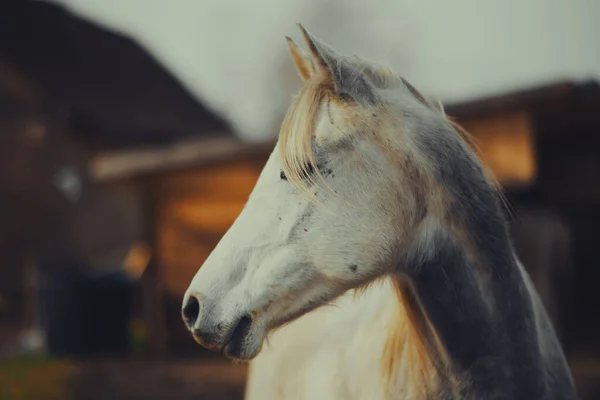 Una Foto Elegante Caballo Blanco Una Zona Rural — Foto de Stock