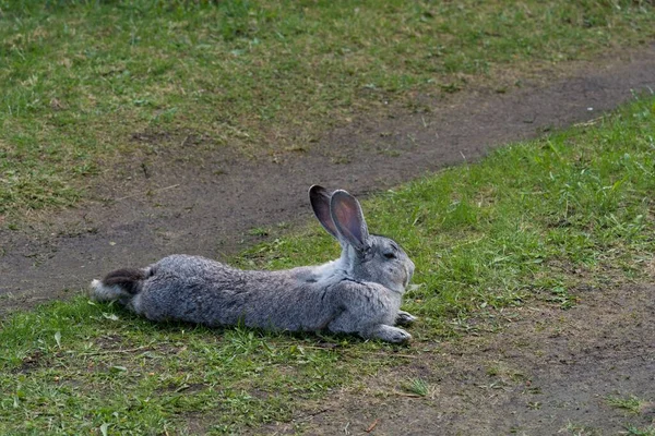 Närbild Den Grå Kaninen Vilar Den Gröna Gräsmattan — Stockfoto