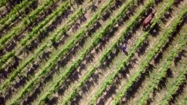 Hizalanmış üzüm bağlarının güzel bir hava manzarası.