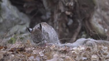 Güzel bir orman ve içinde şelale olan kayalar.