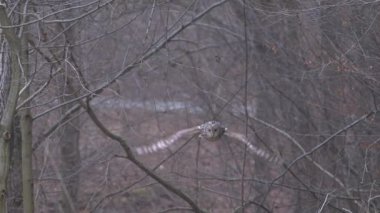 Ormandaki bir ağacın dalında duran güzel bir baykuş