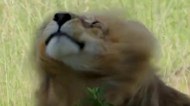 Afrika 'nın vahşi ortamında tembel olan Erkek Aslan' ın yakın çekimi..