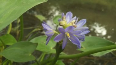 Pontederia crassipes, Kerala 'da nehirden akıyor. Eichhornia crassipes çiçeği..
