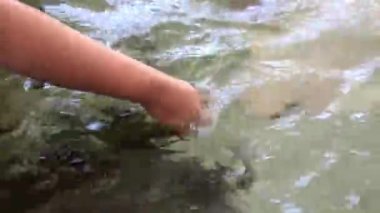 Akvaryumda yüzen vatozları okşayan bir dişinin HD 'si.