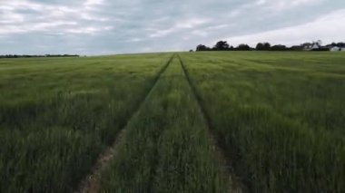 Kent çiftliğinin havadan görünüşü, güneşli bir günde İngiltere 'de yeşil ekin tarlaları.
