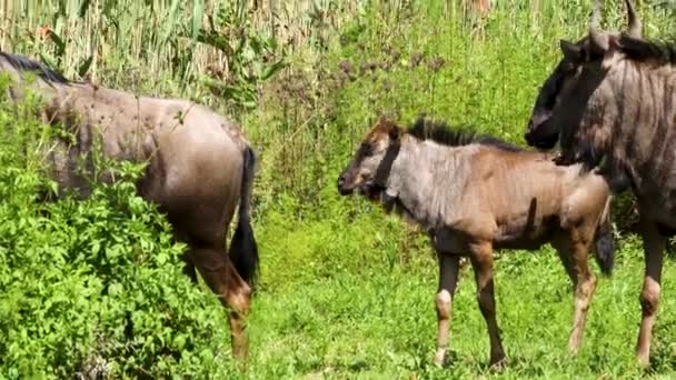 Vacker Bild Blue Wildebeests Kruger National Park — Stockvideo