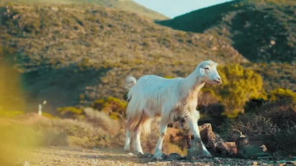 Langzame Beweging Van Een Geit Grazend Een Grasveld Een Zonnige — Stockvideo