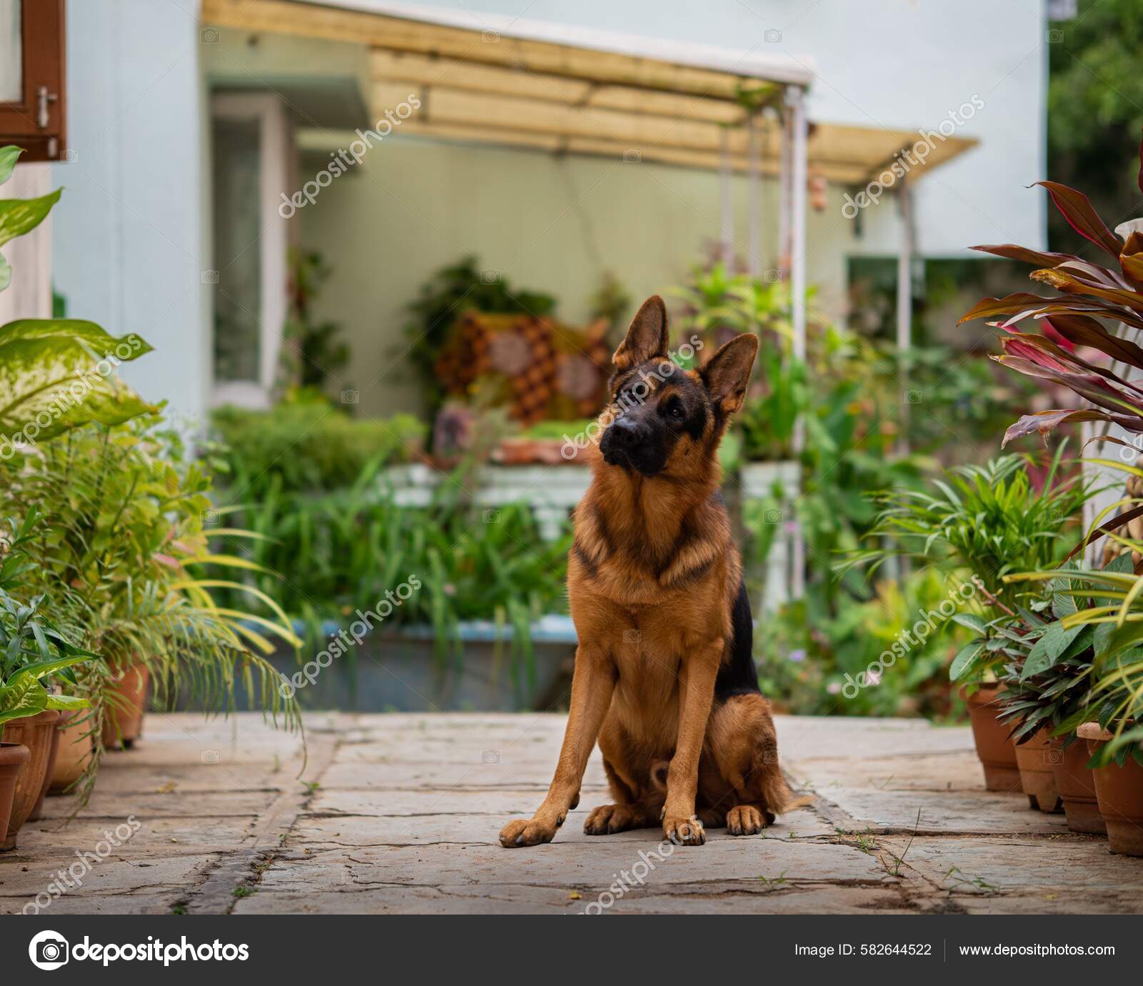 German Shepherd Dog Sitting Looking Surrounded Plants — Stock