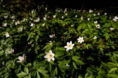 Olterudelva Vadisi, Toten, Norveç 'teki Anemonoides Nemorosa' ya yakın çekim..