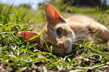 Bir tarlada yatan çizgili turuncu bir kedinin yakın plan çekimi.