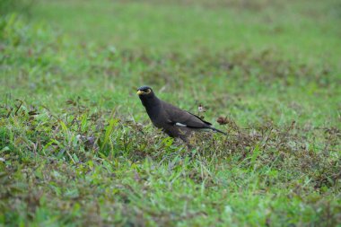 Sıradan bir Mynah 'a yaklaş