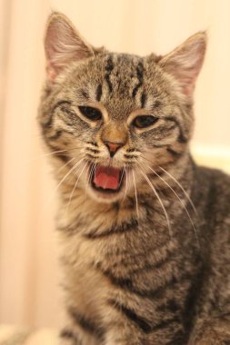 Miyavlama sırasında çizgili bir kedinin dikey portresi