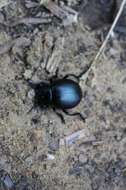 Toprak-sıkıcı bok böceğinin kumda dikey görüntüsü.