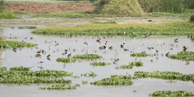 Kuşlar gölün su yüzeyine akın ediyor.. 