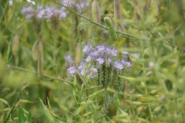 Bir tarlada büyüyen Phacelia 'nın yakın çekimi.