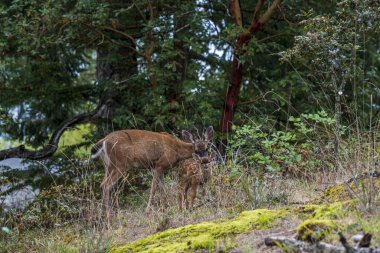 Geyik yeşil yaprakların yanında otluyor.